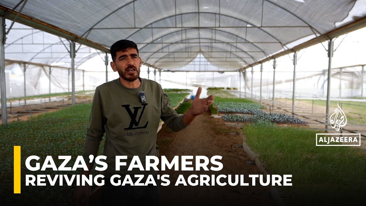 Gaza farmers revive shattered fields as war-ravaged agriculture fights for survival